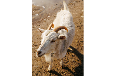 Goat peacefully grazing in field, an Animal Photo by darksoul72