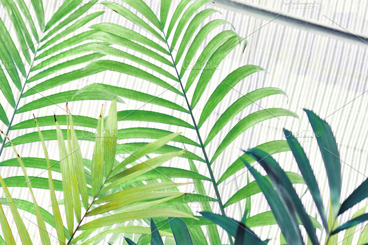 Tropic | Tropical Green Photo Bundle, a Nature Photo by MDSN Design (Photo 7 of 16)