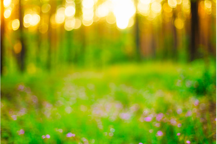 Nature Green Blurred Background Of, a Nature Photo by Our Amazing World