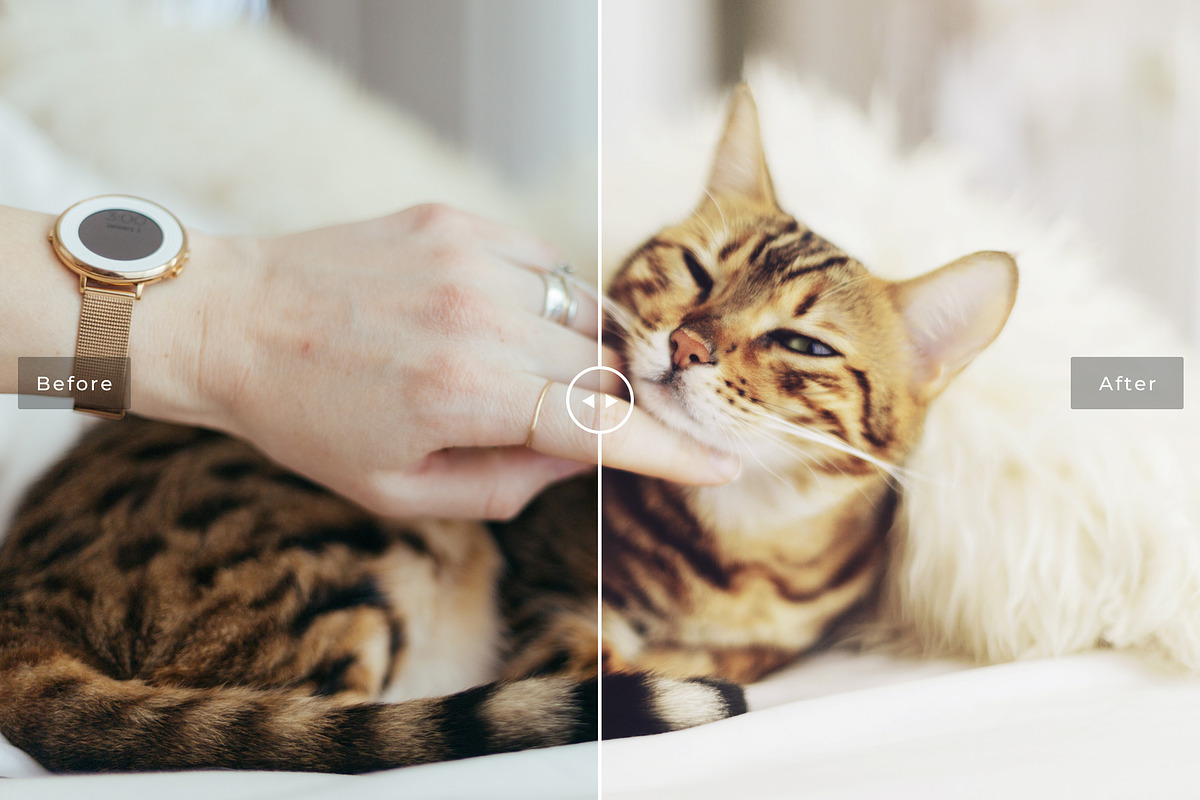 Pet Photoshop Actions Collection, an Action Add-On by Creativetacos (Photo 2 of 7)