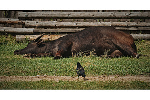 Resting black buffalo lying on grass, an Animal Photo by Our Amazing World
