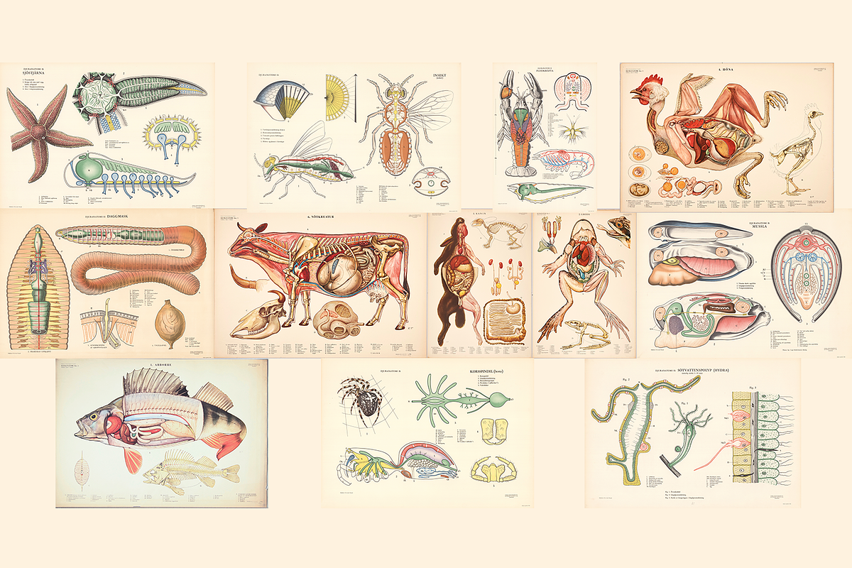 Rare Vintage Animal Anatomy, an Animal Illustration by Digital Museum (Photo 6 of 8)