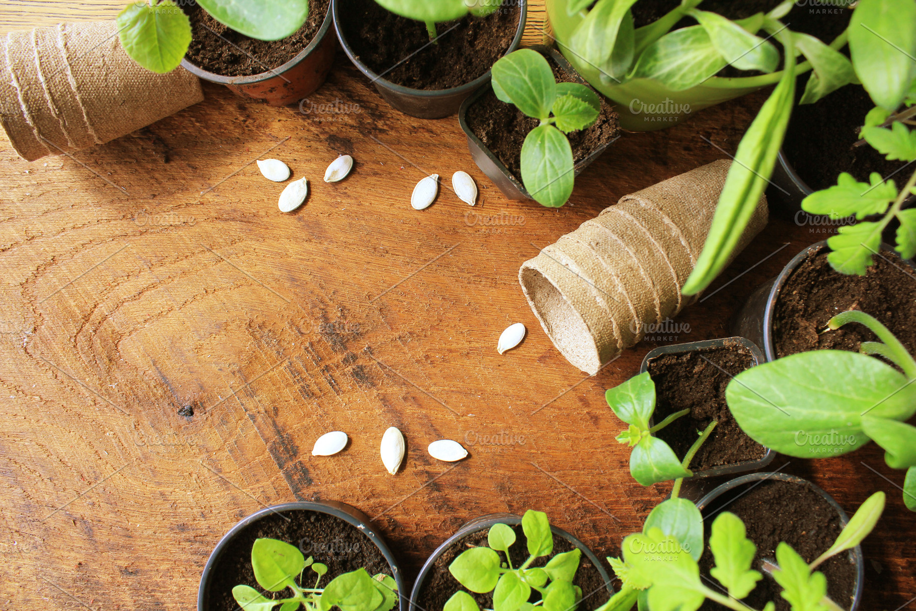 Gardening concept background, an Industrial Photo by Vaivirga