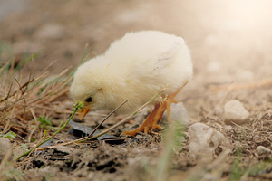 Baby Yellow Chick