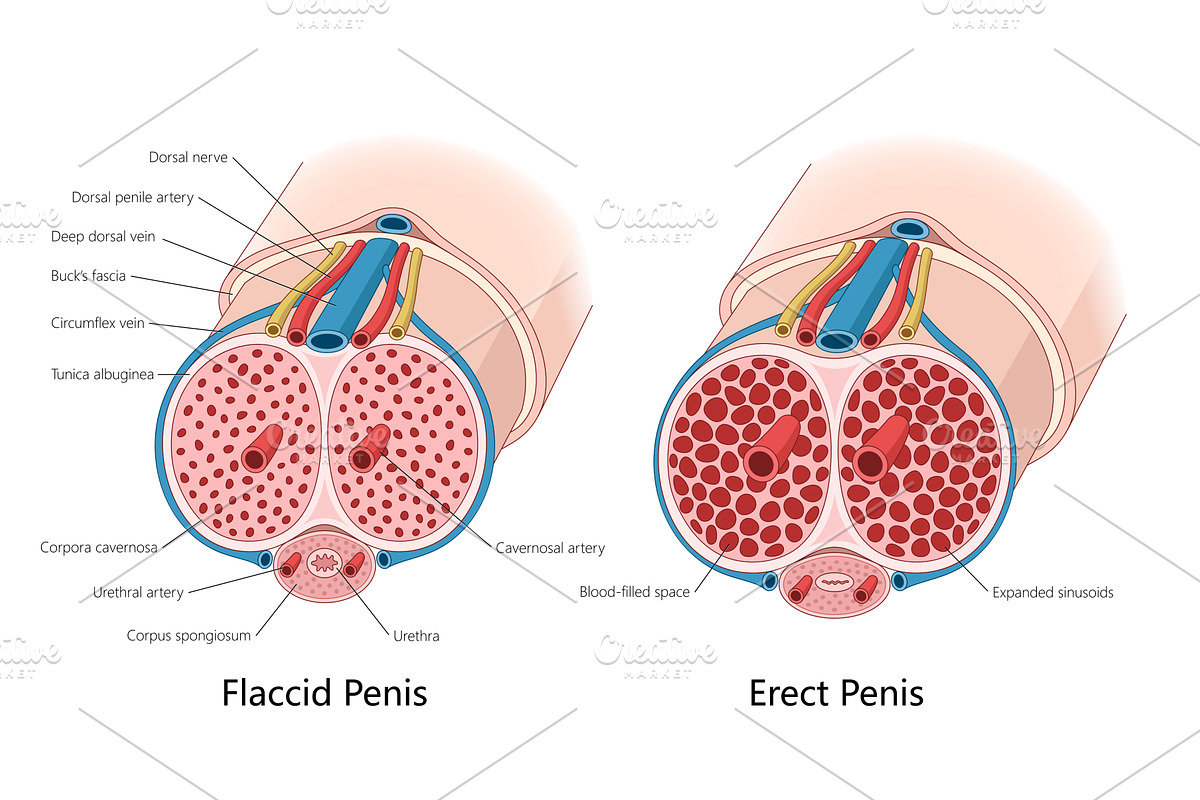 Cross-Section Diagram of Flaccid and, a Healthcare Illustration by AlexArt