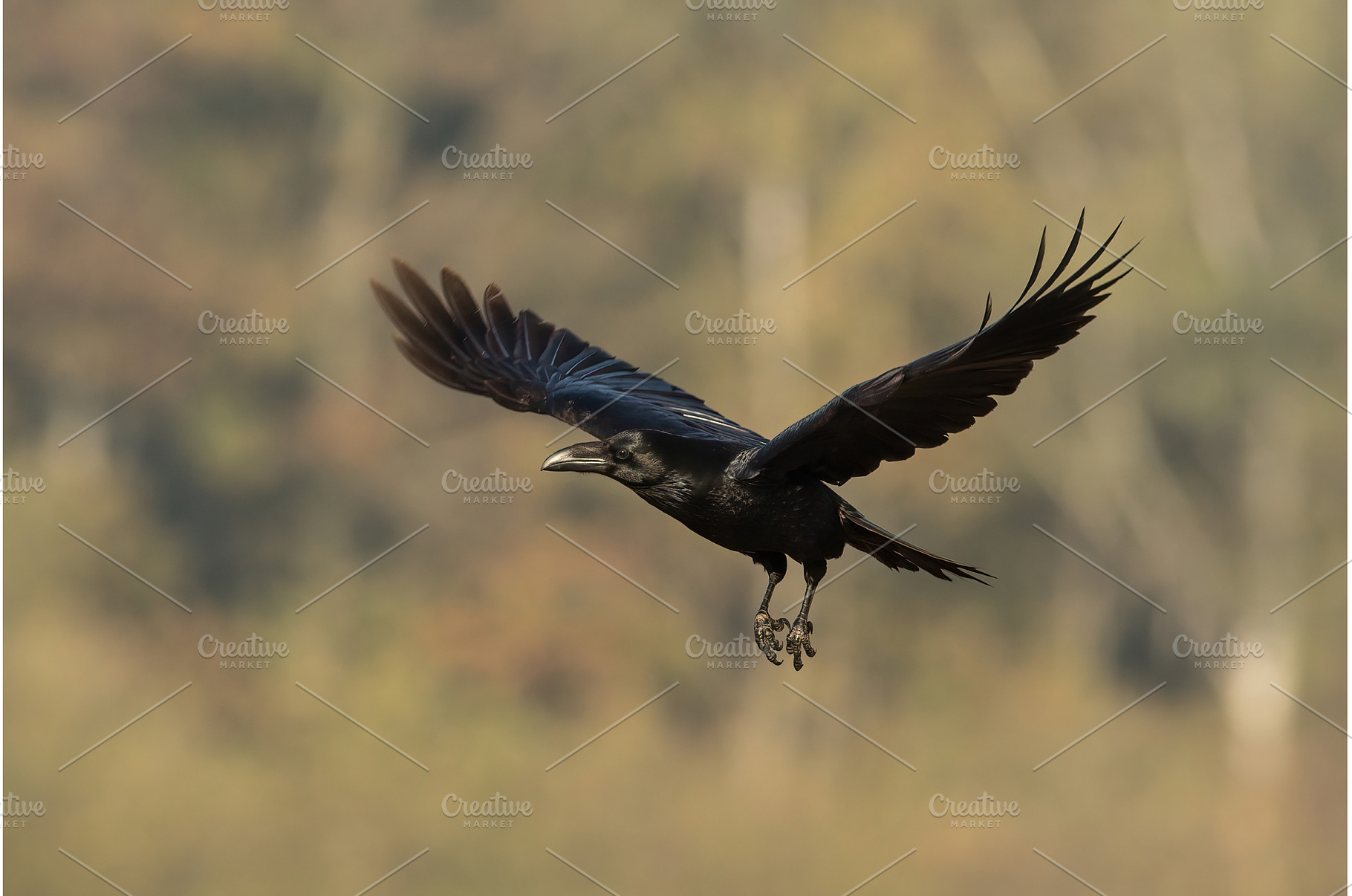 Common raven flying in autumn nature, an Animal Photo by WildMedia