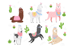 Cute lama. Alpaca animal