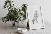 FOREST SONG birds sketches, an Animal Illustration by Yuliia Lashevska (Thumbnail 11 of 15)