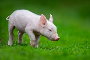 Adorable pink piglet exploring a lush green grassy field, an Animal Photo by Byrdyak