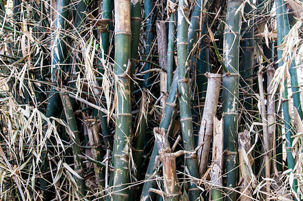Bamboo tree