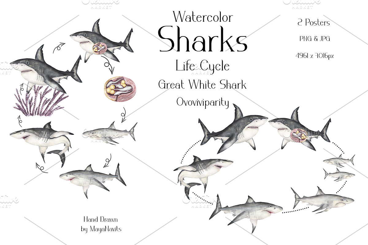 Watercolor Sharks Life Cycle Set, an Education Illustration by MayaNavits (Photo 4 of 9)
