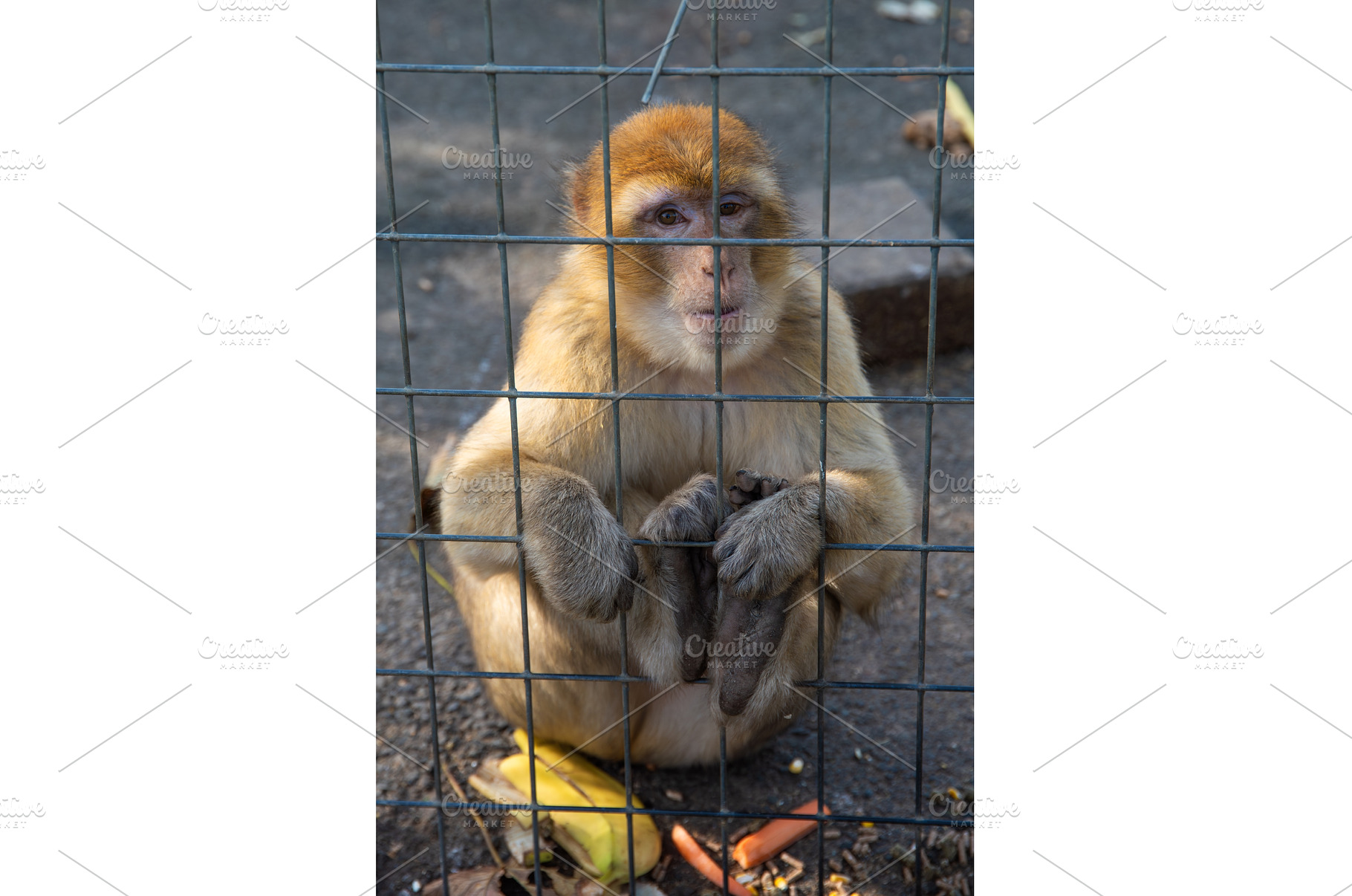 Monkey looking through the cage., an Animal Photo by MadPhotos