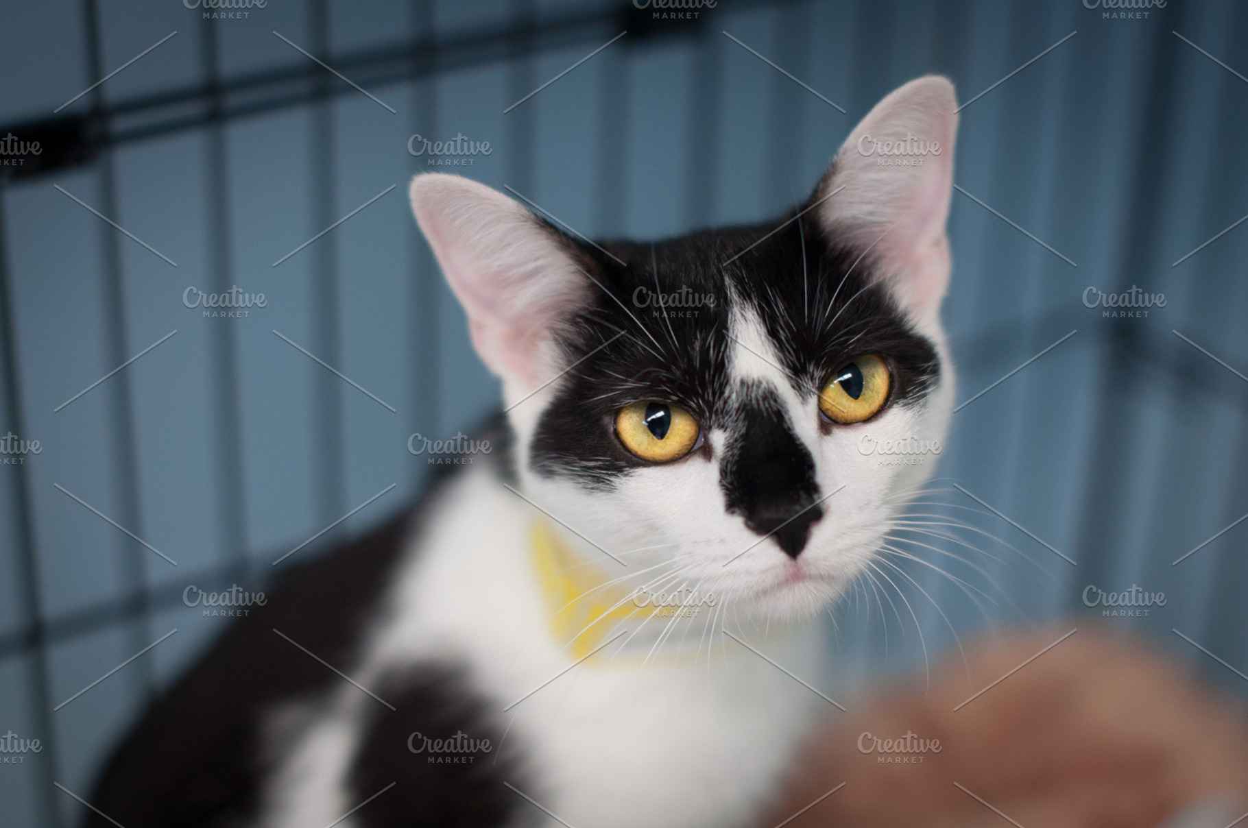 Rescue Cat, an Animal Photo by Androo Interactive