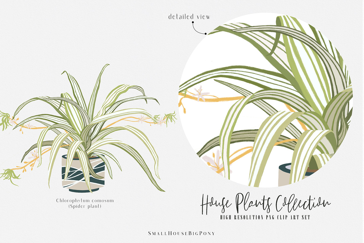 House Plants Collection, a Graphic by SmallHouseBigPony (Photo 15 of 18)