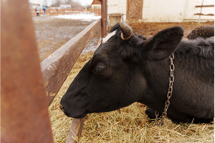 Cow resting in a farmyard, an Animal Photo by darksoul72