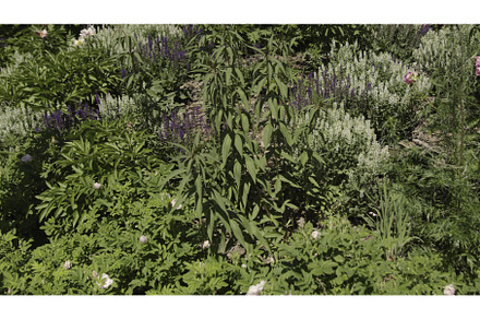 Beautiful green vegetation on sunny, a Nature Photo by Media Whale Stock