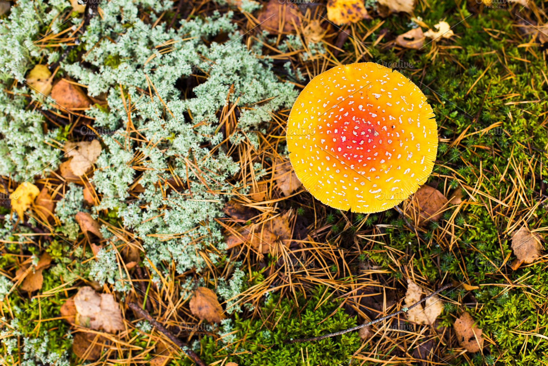 Toadstool close up of a poisonous m stock photo containing forest and ...