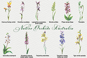 Native Orchids Flowers in  Australia, an Object Illustration by FITALARTSNEDIGI (Thumbnail 4 of 7)