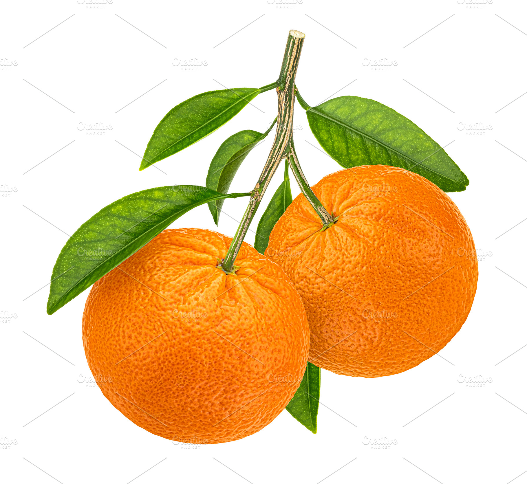 Two mandarins on branch with leaves, a Photo by Max Lashcheuski