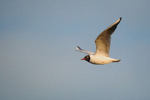 Gull flying, sunrise sky, copy space, an Animal Photo by Fascinadora