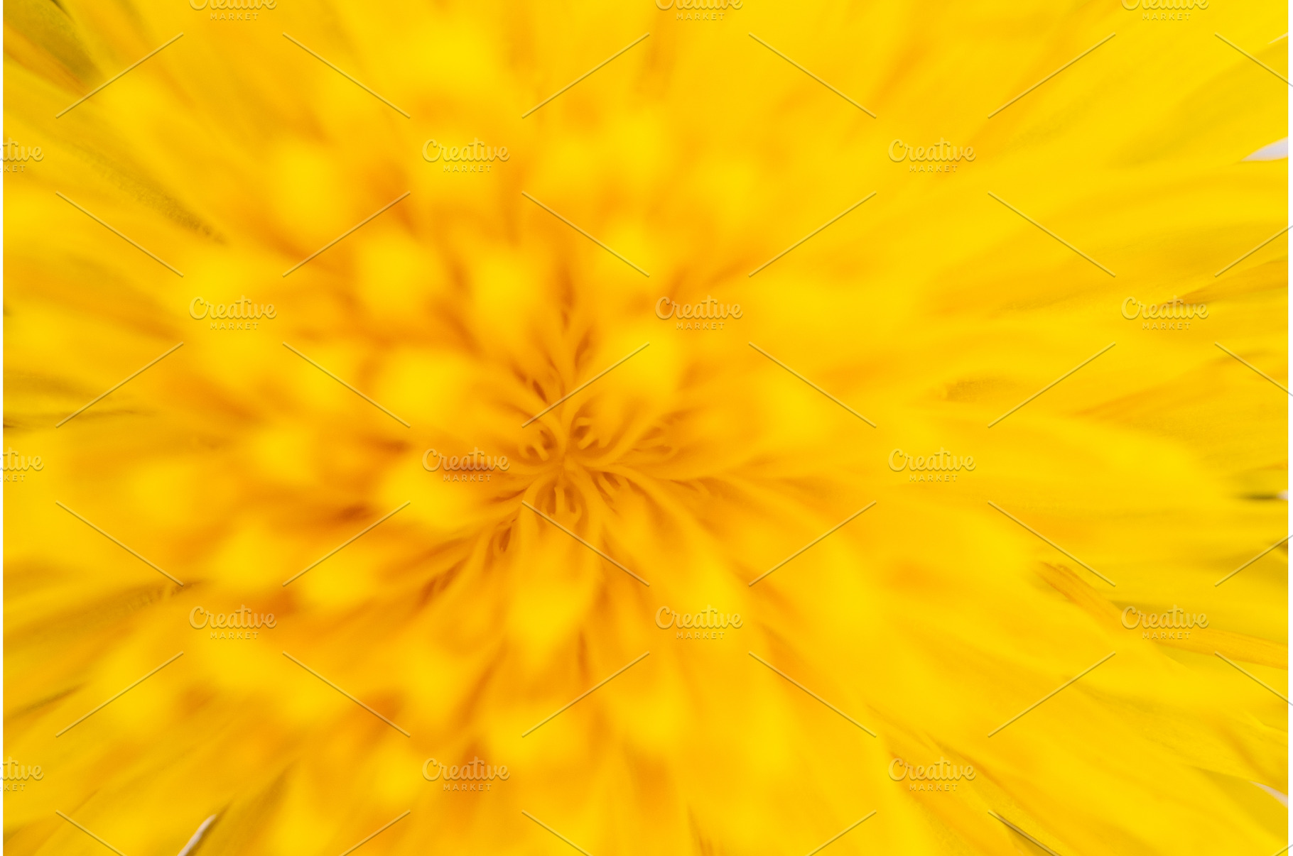 Macro of Yellow Dandelion Petals, a Nature Photo by Pakosta