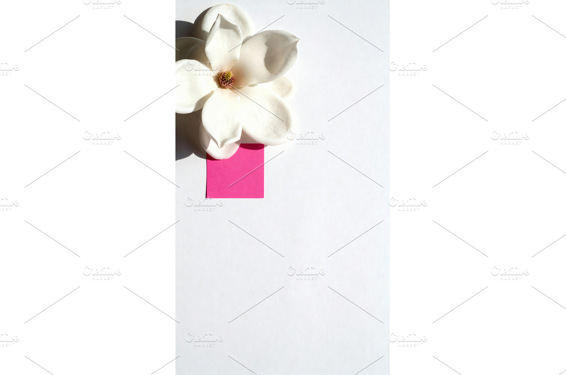 White magnolia flower with pink, a Nature Photo by tilialucida