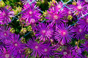 Bright purple ice plant flowers in full bloom, viewed from above. Lush green fo, a Nature Photo by Ales Munt
