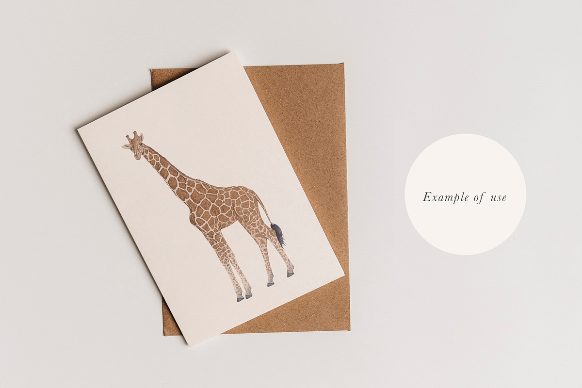 Zebra & Giraffe Illustrations - PNGs, an Animal Illustration by LaurenFittonIllustration (Photo 5 of 9)