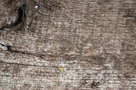 Natural wood texture patterns