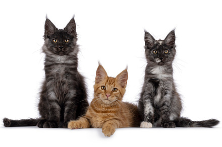 Maine Coon cat kittens on white background, an Animal Photo by Cat'chy Images by Nynke