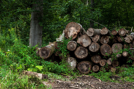 felled trees in the forest. dever texture. pine trees in the forest