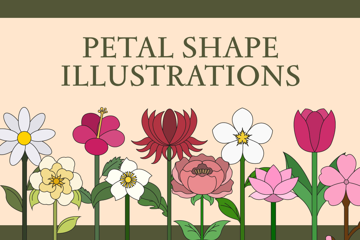 Petal Shape Illustration, an Object Illustration by Loin Studio (Photo 1 of 3)
