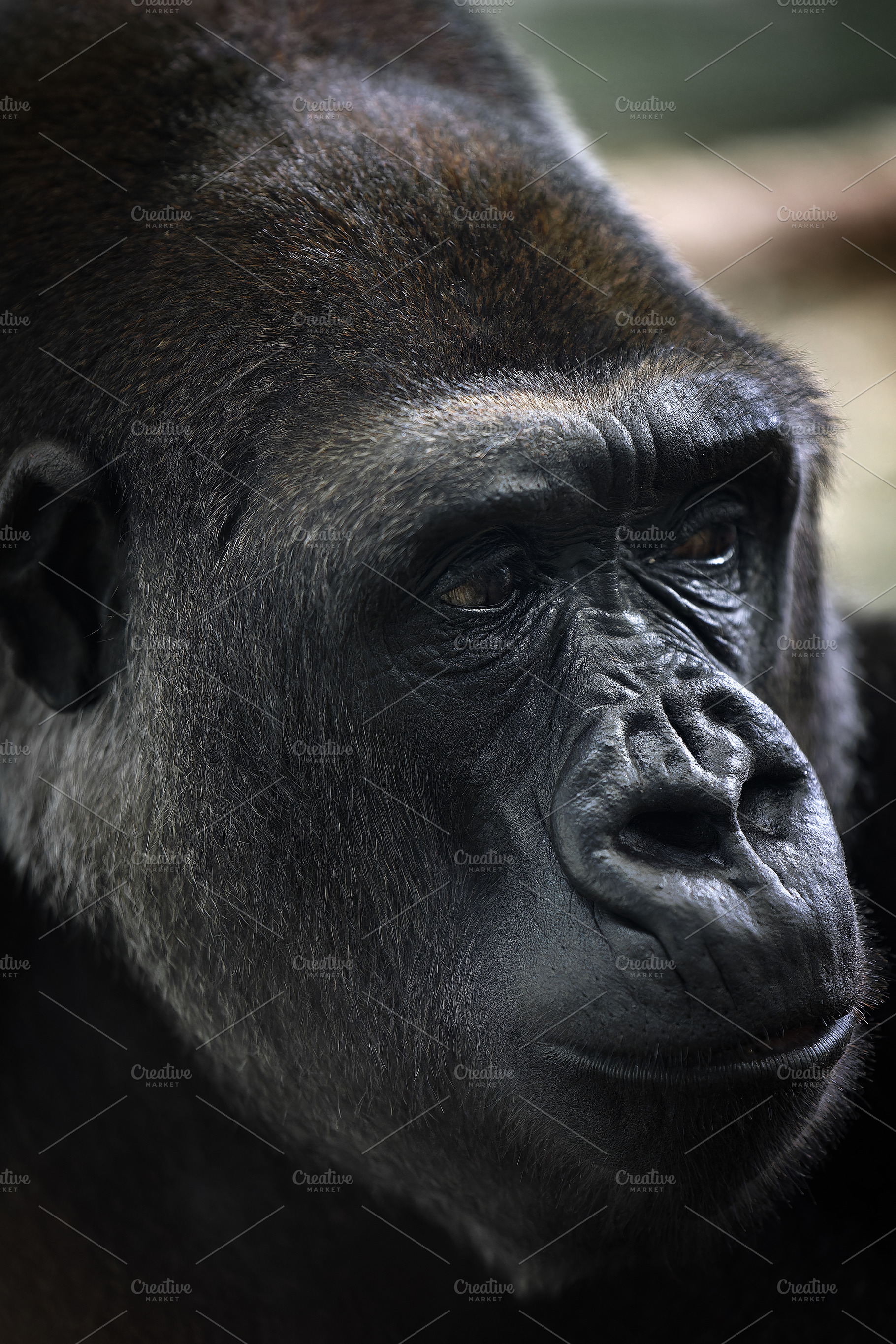 Expressive Close-Up Portrait of a We, an Animal Photo by Perpis
