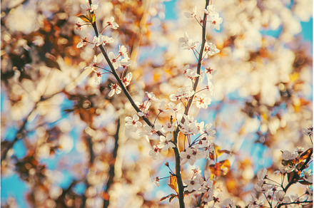 Blooming spring trees on the, a Nature Photo by yanadjana