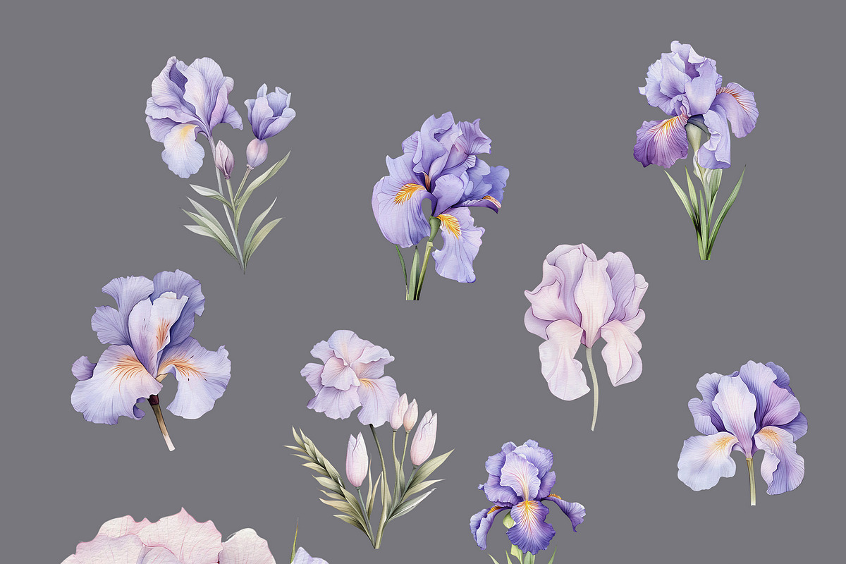 Iris Flowers, a Decorative Illustration by Vasmila (Photo 8 of 9)