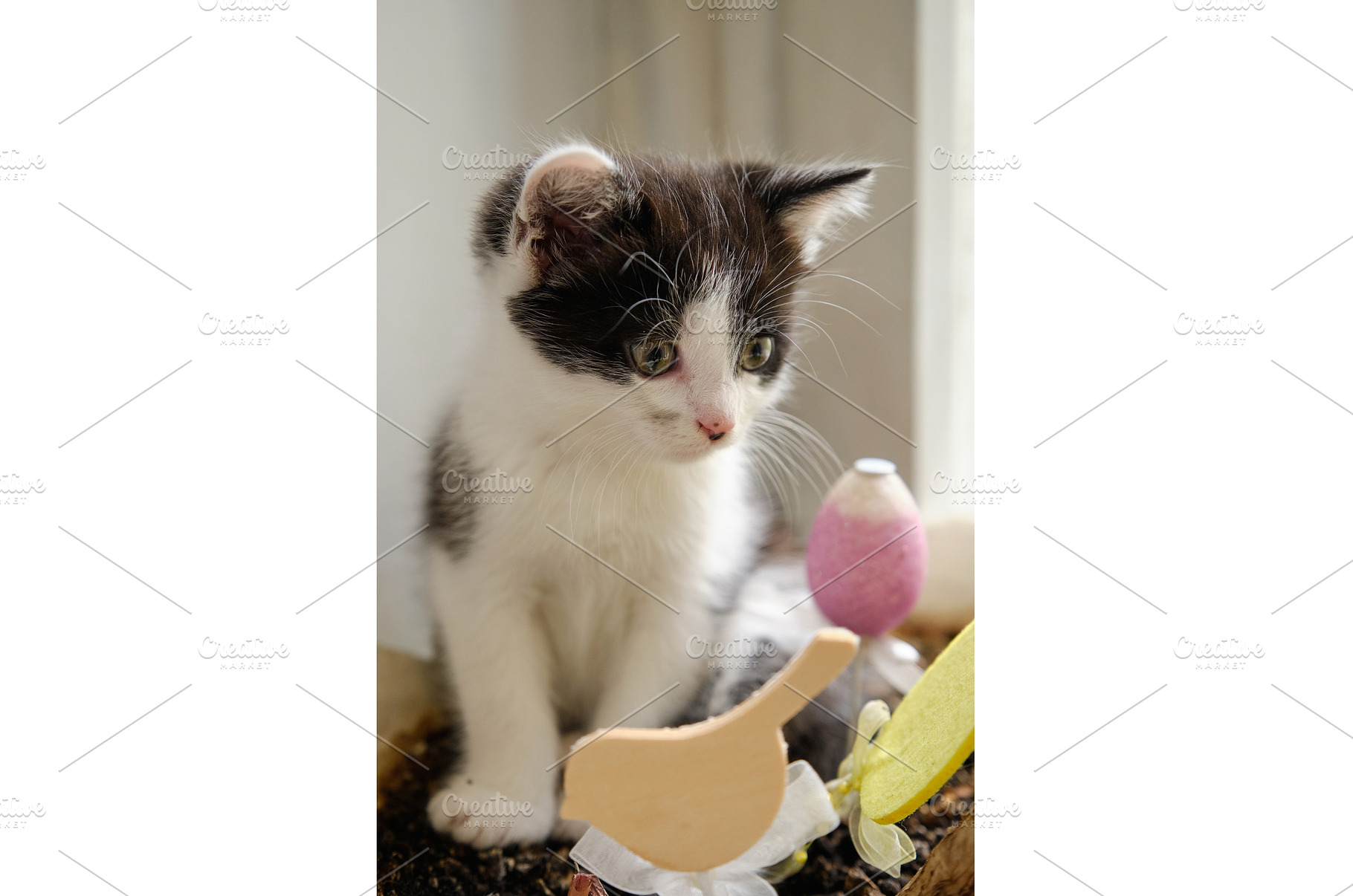 Kitten sitting in a flower pot, an Animal Photo by Rohan Photography