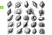 Vintage Seashell Collection, an Object Graphic by RT Studio (Thumbnail 1 of 4)