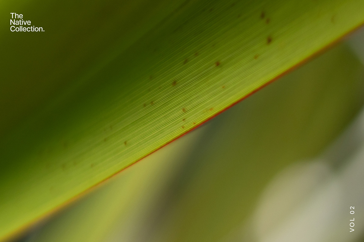 Natural textures - Green edition v02, a Texture Graphic by Haehae photography (Photo 5 of 7)