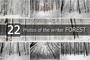 Winter forest featuring bare, blue, and chill