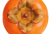 All Fruits Bundle Master Collection, a Food & Drink Photo by FlyeredTemplate (Thumbnail 10 of 130)