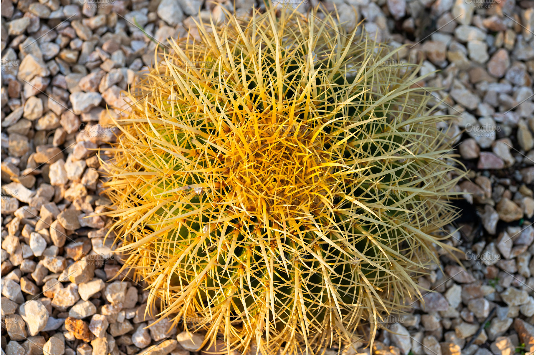 Golden barrel cactus growing in, a Nature Photo by volodymyrshtun13795