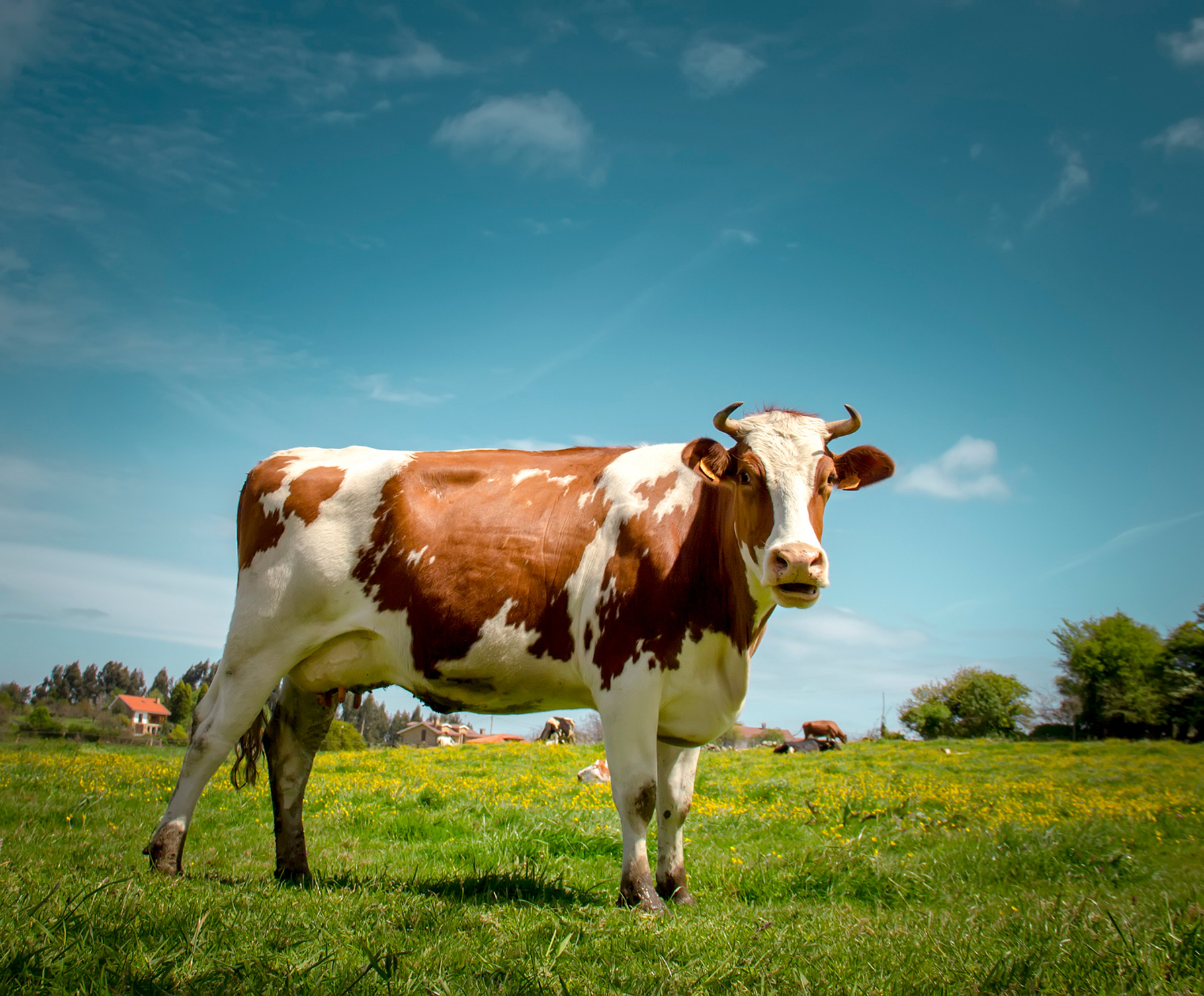 Cow featuring agriculture, animal, and background, an Animal Photo by MarcoGovel