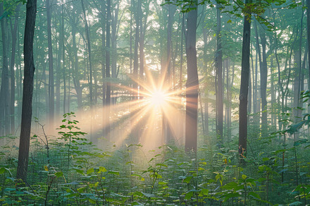 Details of cool forest, a Nature Photo by Virgo Studio
