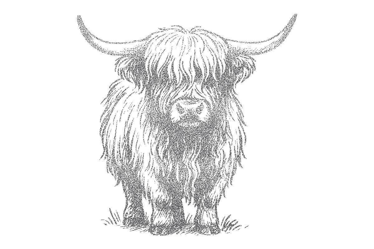 Vintage Highland Cow Engraving, an Illustration by MkStudio