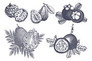 Vintage Tropical Fruit Sketches, a Food Illustration by Yevheniia (Thumbnail 6 of 8)