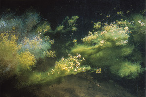 Coast filled with an abundance of, a Nature Photo by ZinetroN