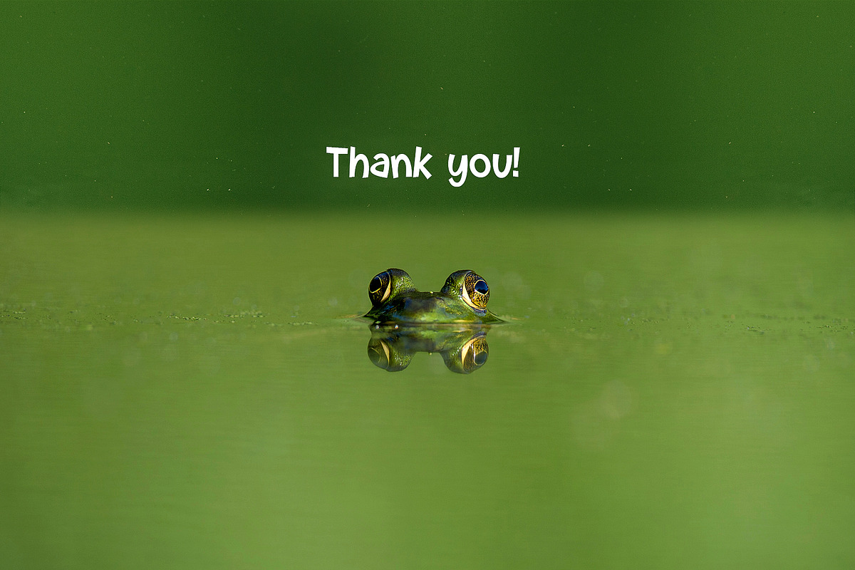 Frog character creator + lettering, a Graphic by SayMascarpone (Photo 30 of 30)