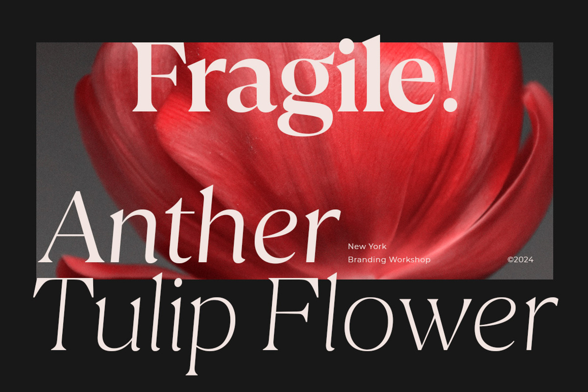 Calibra 20 Fonts | Save 40%, a Serif Font by Mulkan Nazir (Photo 7 of 17)