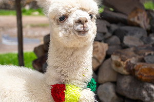 White baby alpaca in Peru wearing colorful pom-poms, an Animal Photo by GoodGoods