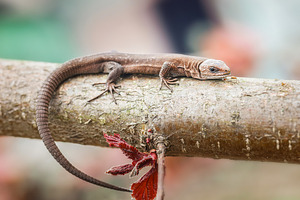 lizard on the grass., an Animal Photo by AlexBush